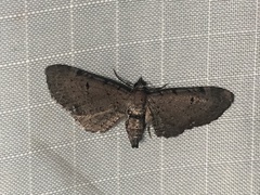 Eupithecia tripunctaria