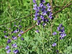 Baptisia australis aberrans