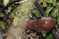 Australopacifica spectabilis