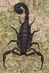 Tityus metuendus