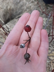 Rosa woodsii
