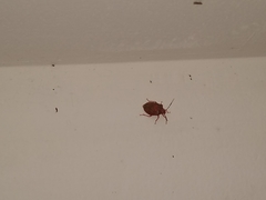 Antiteuchus sepulcralis