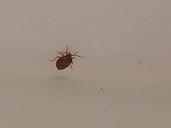 Antiteuchus sepulcralis