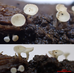 Lachnum brevipilosum