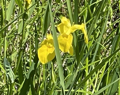 Iris pseudacorus