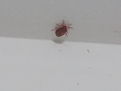 Antiteuchus sepulcralis