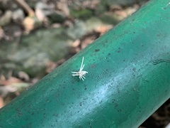 Insecta