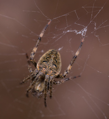 Neoscona multiplicans