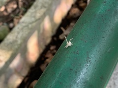 Insecta
