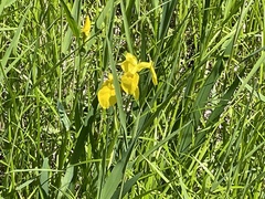 Iris pseudacorus