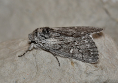 Cerura melanoglypta