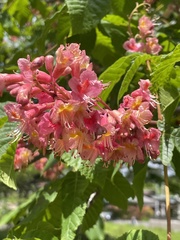 Aesculus hippocastanum