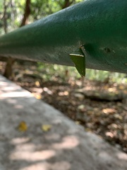 Lepidoptera