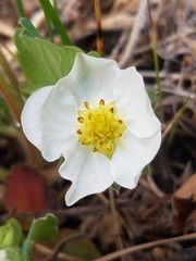 Fragaria virginiana platypetala