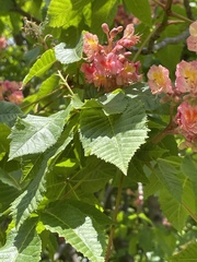 Aesculus hippocastanum
