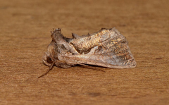 Chrysodeixis subsidens