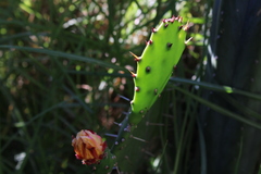 Opuntia