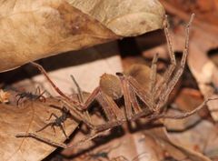 Cupiennius bimaculatus