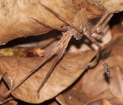 Cupiennius bimaculatus