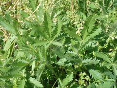 Potentilla recta