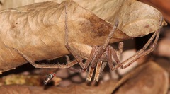 Cupiennius bimaculatus