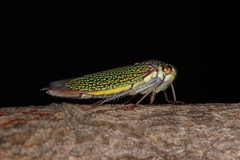 Macugonalia cavifrons