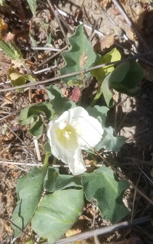 iNaturalist observation photo of Hillside False Bindweed