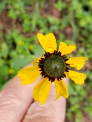 Rudbeckia amplexicaulis