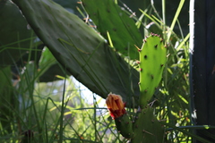 Opuntia