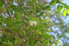 Psidium sartorianum