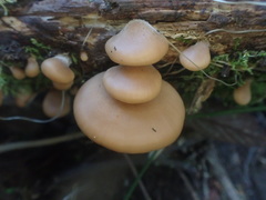 Lentinellus pulvinulus