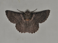 Hypobapta percomptaria