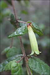 Correa reflexa lobata