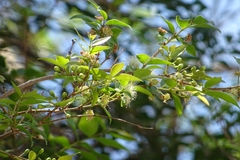 Psidium sartorianum