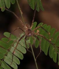 Cupiennius bimaculatus