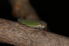 Macugonalia cavifrons