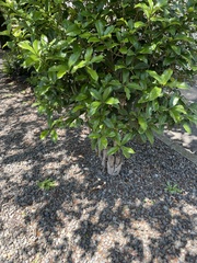 Osmanthus fragrans aurantiacus