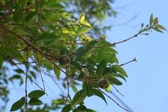Psidium sartorianum