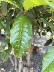 Osmanthus fragrans aurantiacus