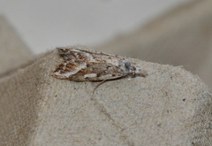 Nola albalis
