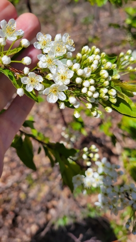 Prunus pensylvanica