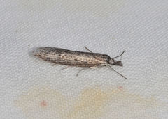 Phryganeutis cinerea