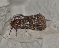 Porela albifinis