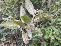 Pomaderris aspera