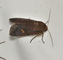 Proteuxoa bistrigula