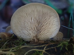 Lentinellus pulvinulus