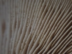 Lentinellus pulvinulus