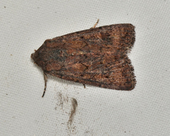 Dasygaster ligniplena