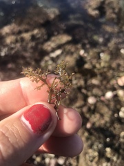 Chondracanthus