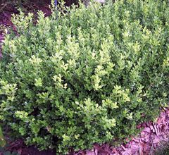 Buxus harlandii